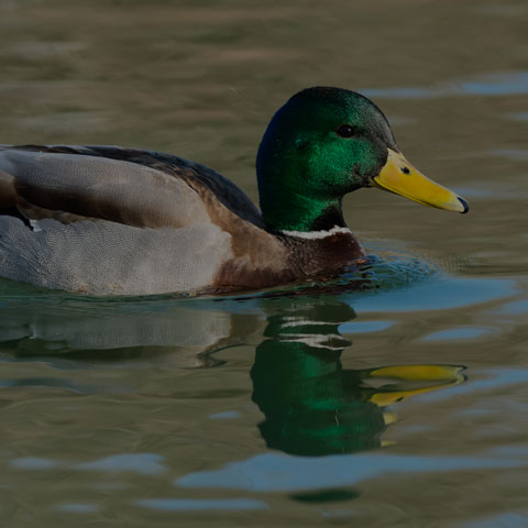 Mallard