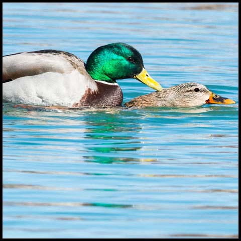 Mallard