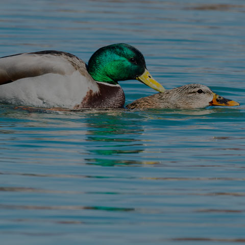 Mallard