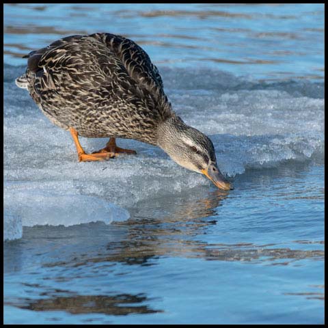 Mallard