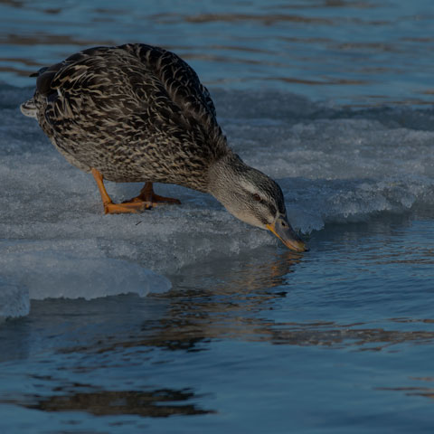 Mallard