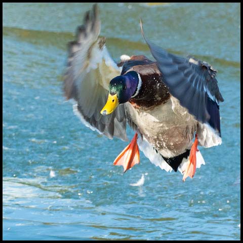 Mallard