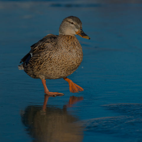 Mallard