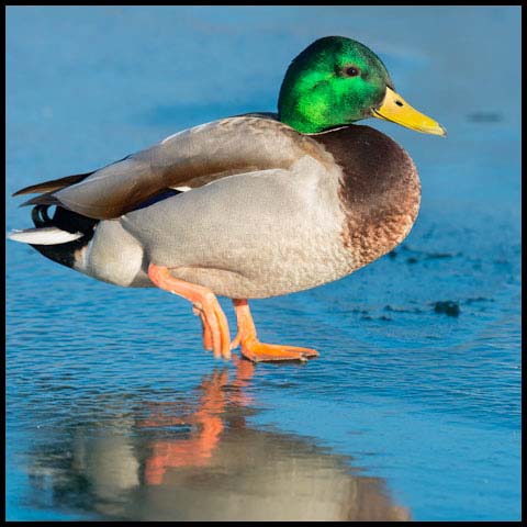 Mallard