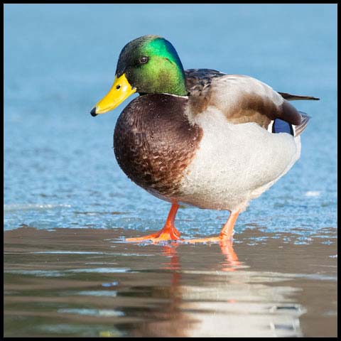 Mallard