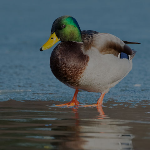 Mallard