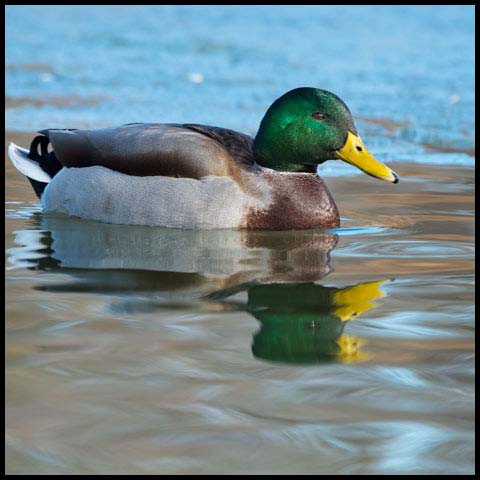 Mallard