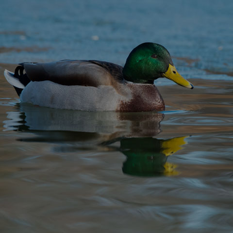 Mallard