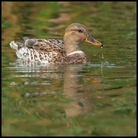 Mallard