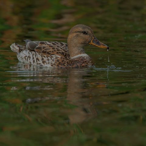 Mallard