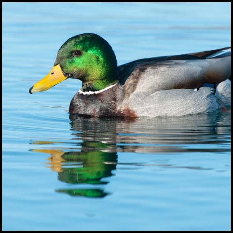 Mallard