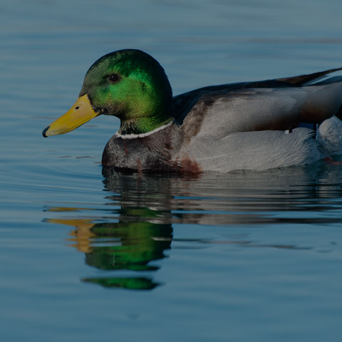 Mallard