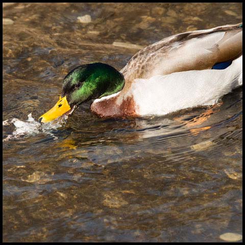 Mallard