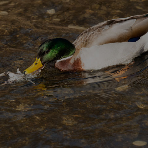 Mallard