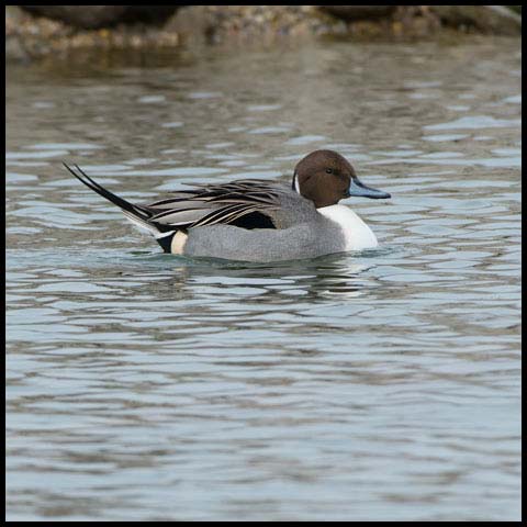 Northern Pintail
