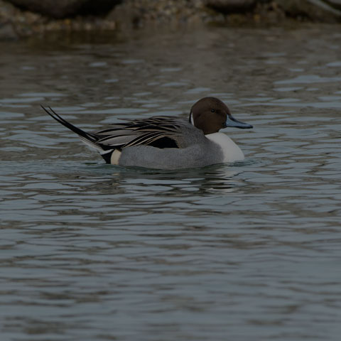 Northern Pintail