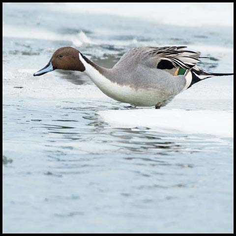 Northern Pintail