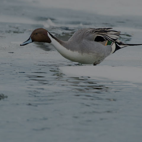 Northern Pintail
