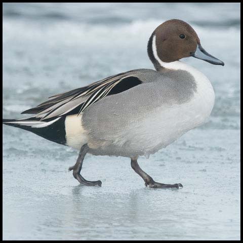 Northern Pintail