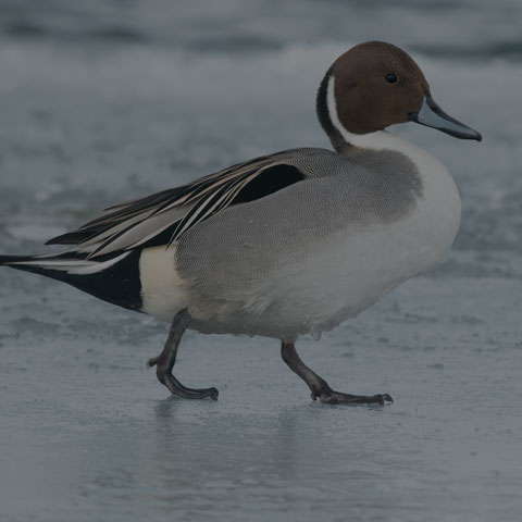 Northern Pintail