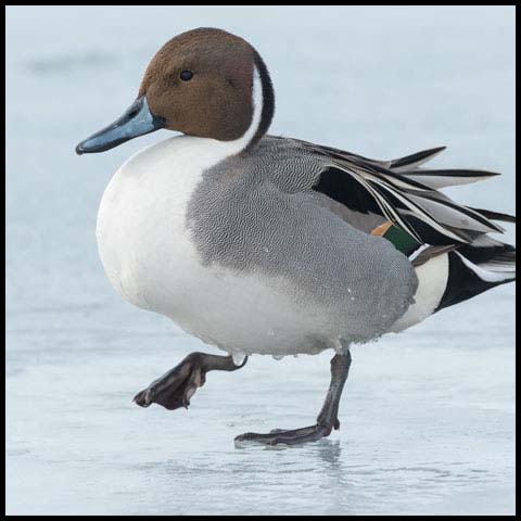 Northern Pintail