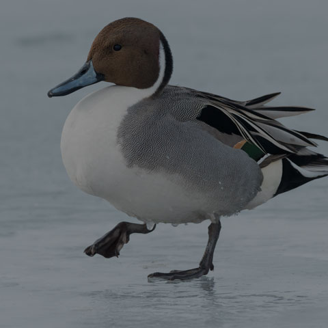 Northern Pintail