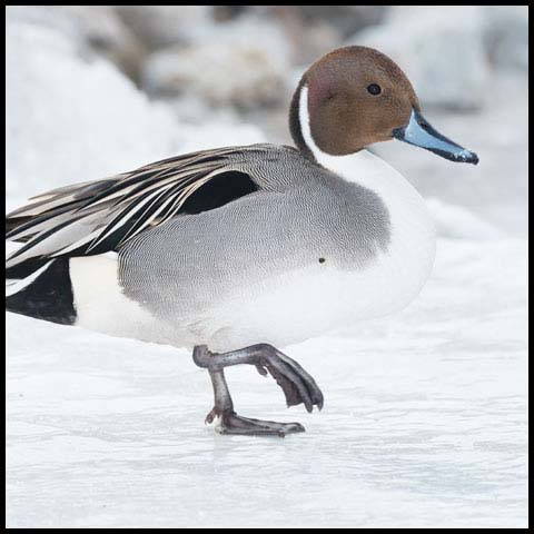 Northern Pintail