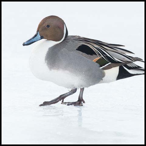 Northern Pintail