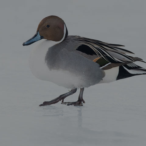 Northern Pintail
