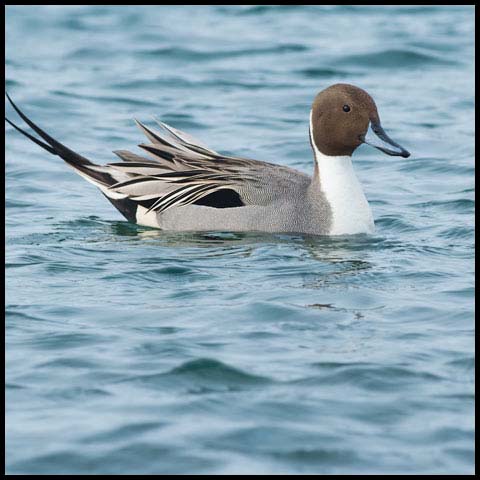 Northern Pintail