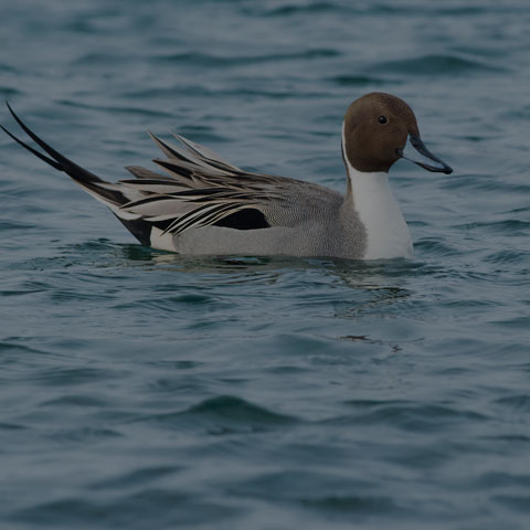Northern Pintail