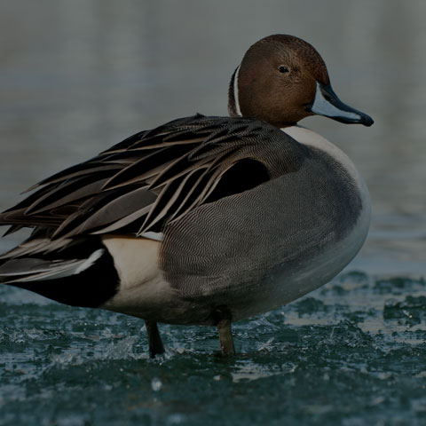 Northern Pintail