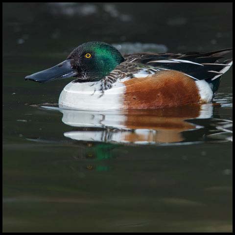 Northern Shoveler