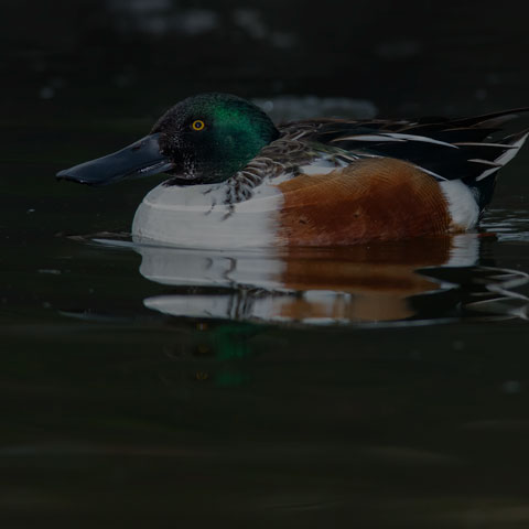 Northern Shoveler