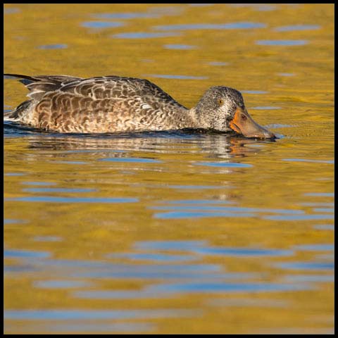 Northern Shoveler