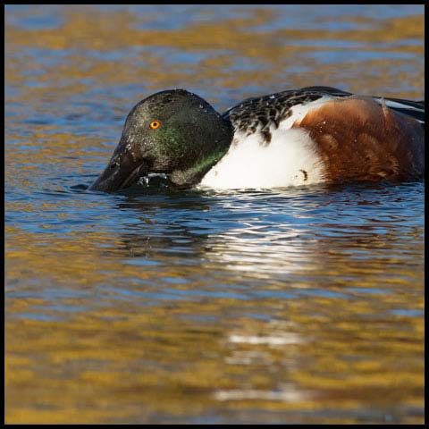 Northern Shoveler