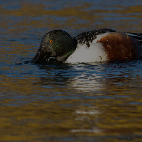 Northern Shoveler