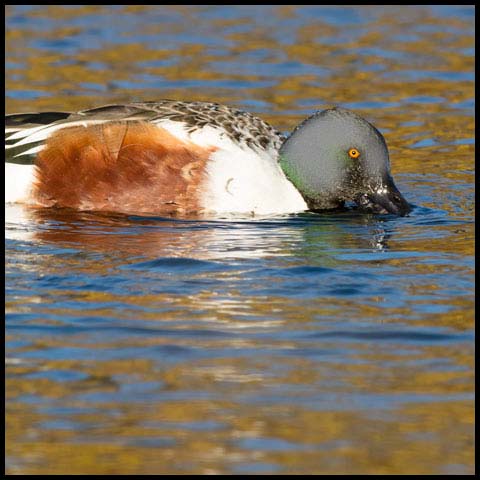 Northern Shoveler