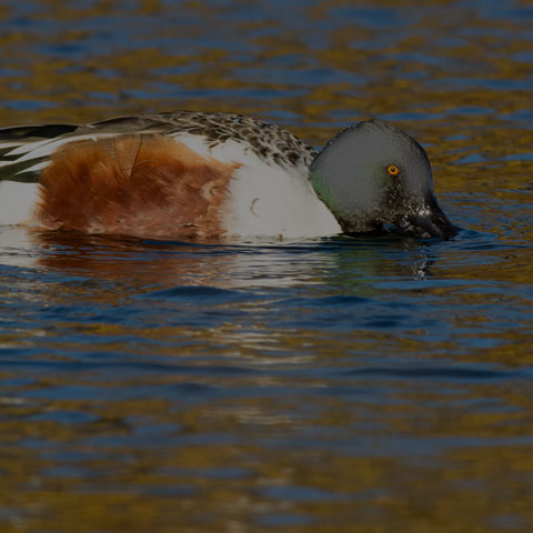 Northern Shoveler