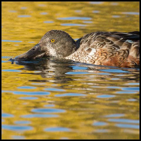 Northern Shoveler