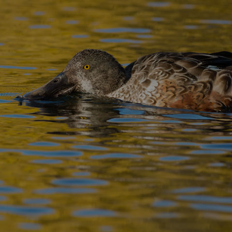 Northern Shoveler