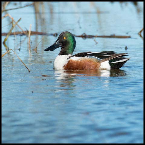 Northern Shoveler
