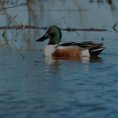 Northern Shoveler