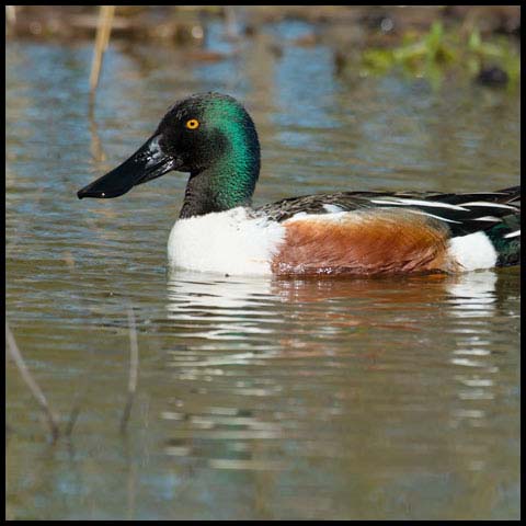 Northern Shoveler