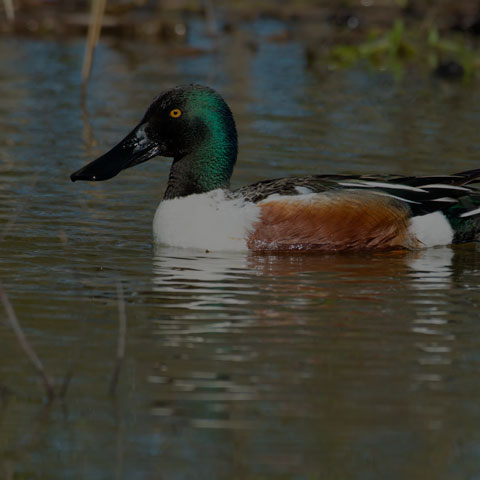 Northern Shoveler