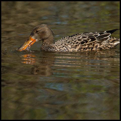Northern Shoveler