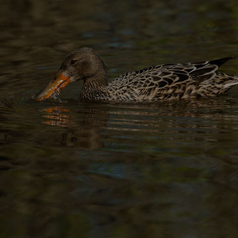 Northern Shoveler
