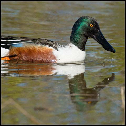 Northern Shoveler