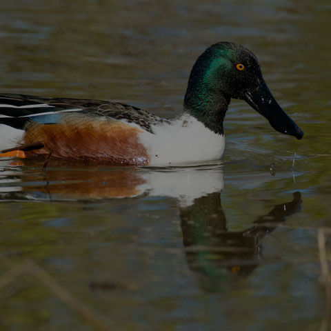 Northern Shoveler