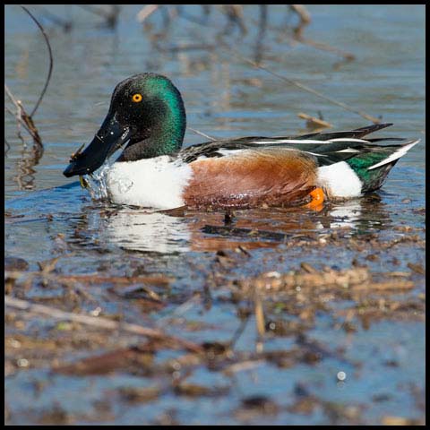 Northern Shoveler
